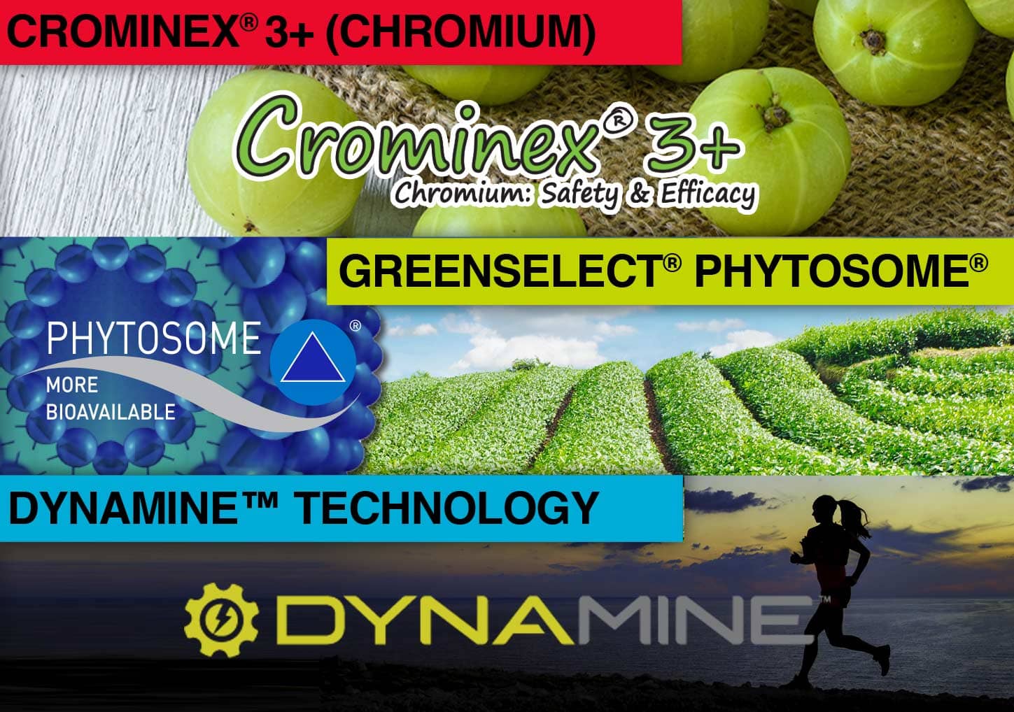 GreenSelect Phytosome